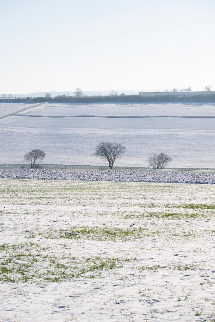 tree, branches, field, agriculture, snowy, sunny, nature, winter